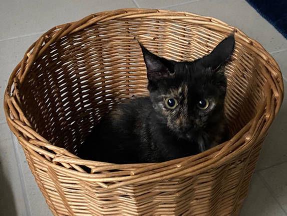 Katze im Papierkorb